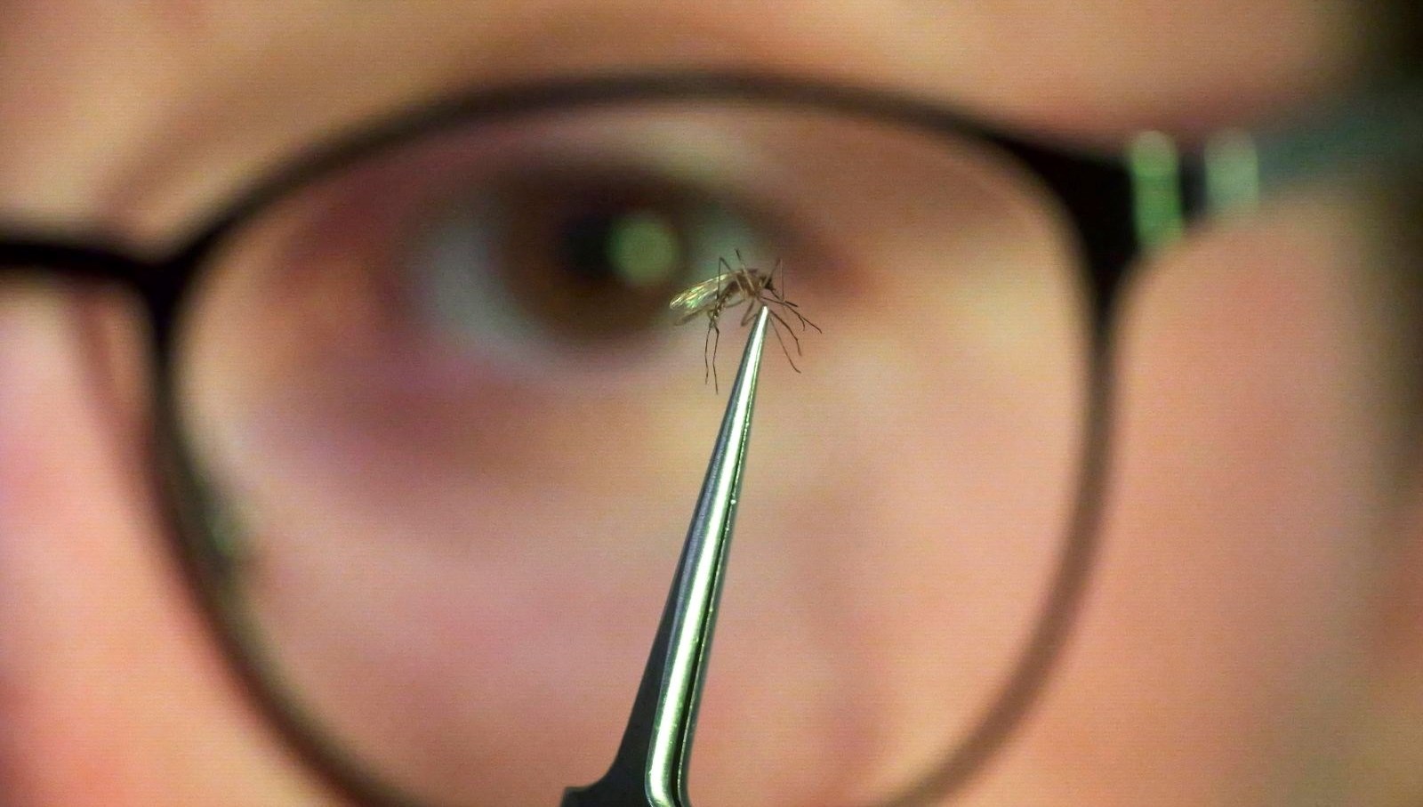 chikungunyasalgini yayildi cinde halk sagligi acil durumu ilan edildi AuiNd5sR