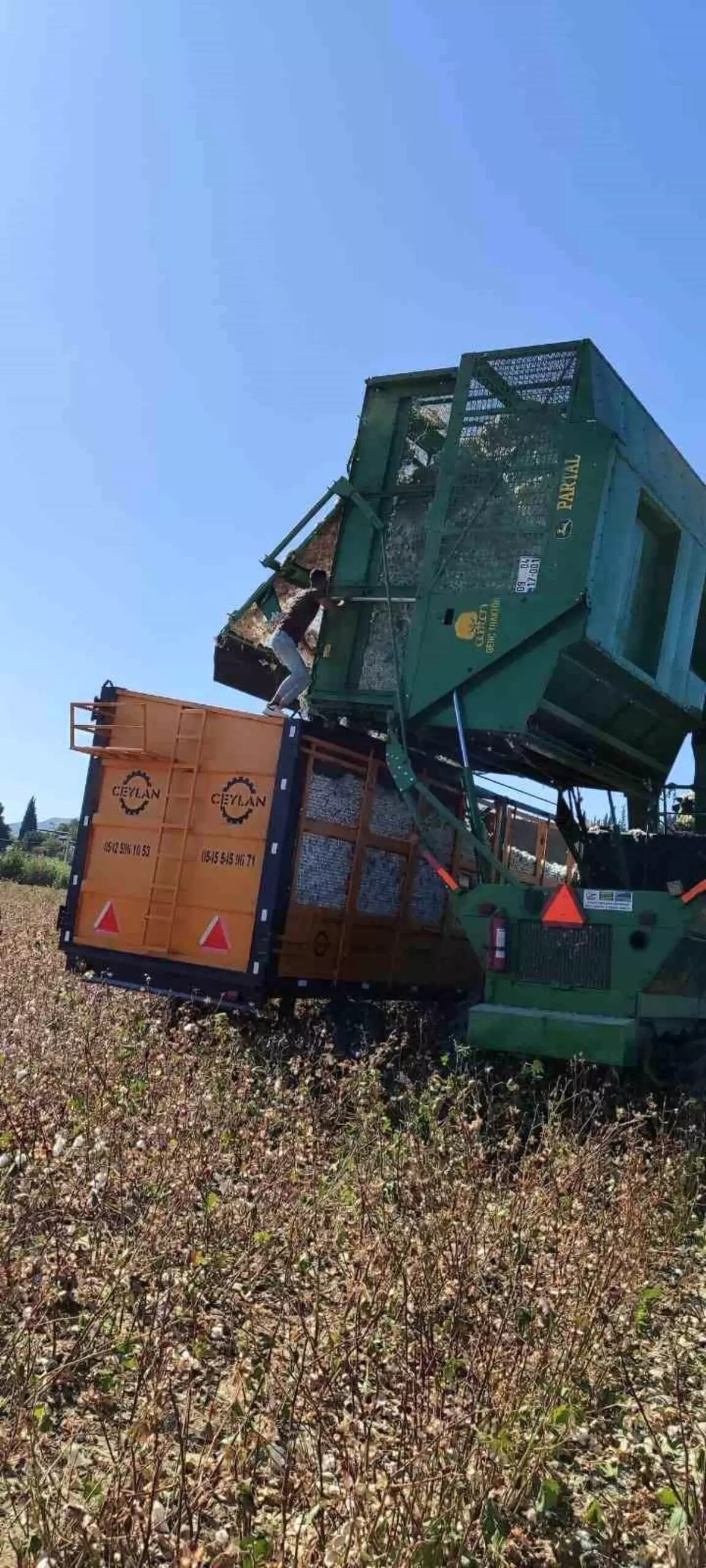 didimde pamuk hasat kontrolleri basladi YtxwmTll