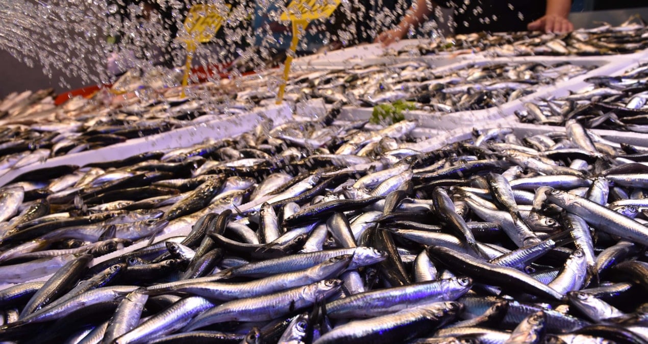 en cok ragbet o baliklara var kilosu 100 tlden kapis kapis satiliyor yXsKHJMT