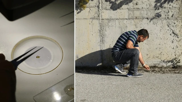 otoparkta kesfedildi okyanuslarda gorulen nadir tur cankirida tespit edildi fpxsC7Cb