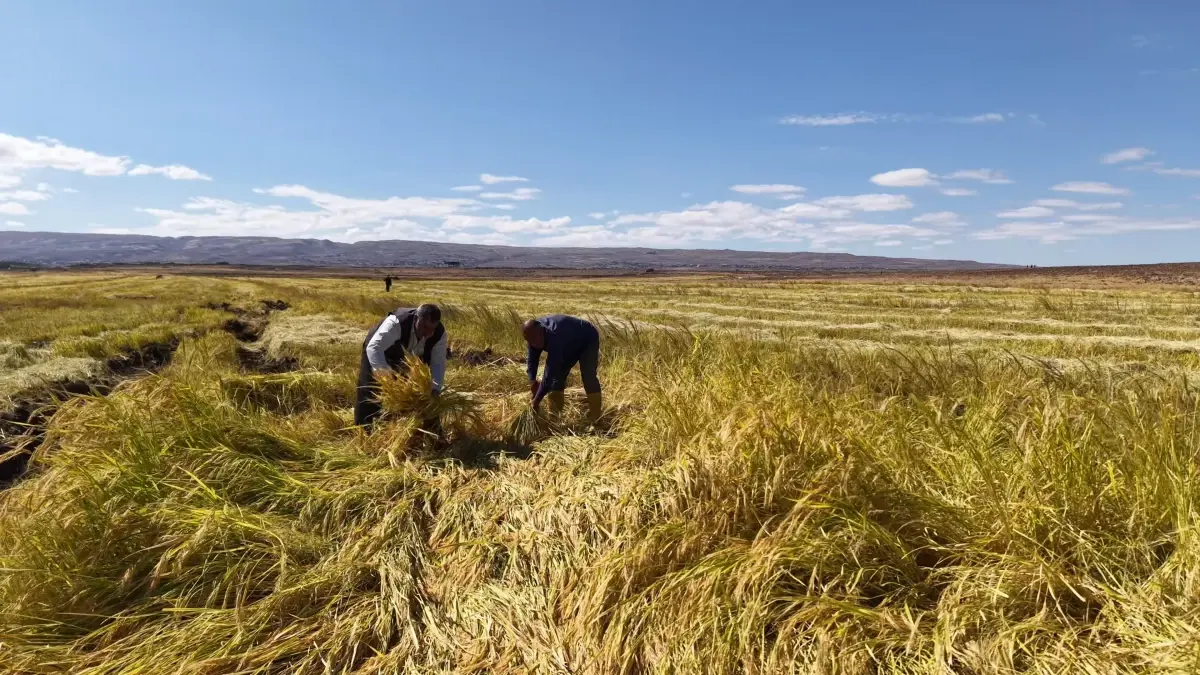 diyarbakirli is insanlari organik pirinc uretimine basladi f5iZtqNq