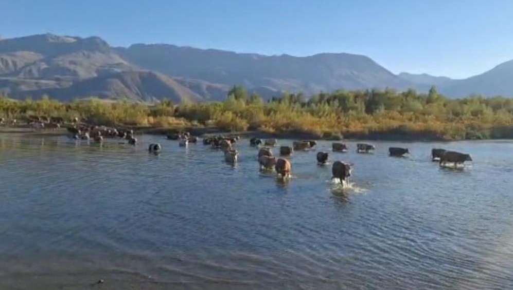 kurakligin fotografi hayvanlar karsiya yuruyerek gecmeye basladi wNrXHVtB