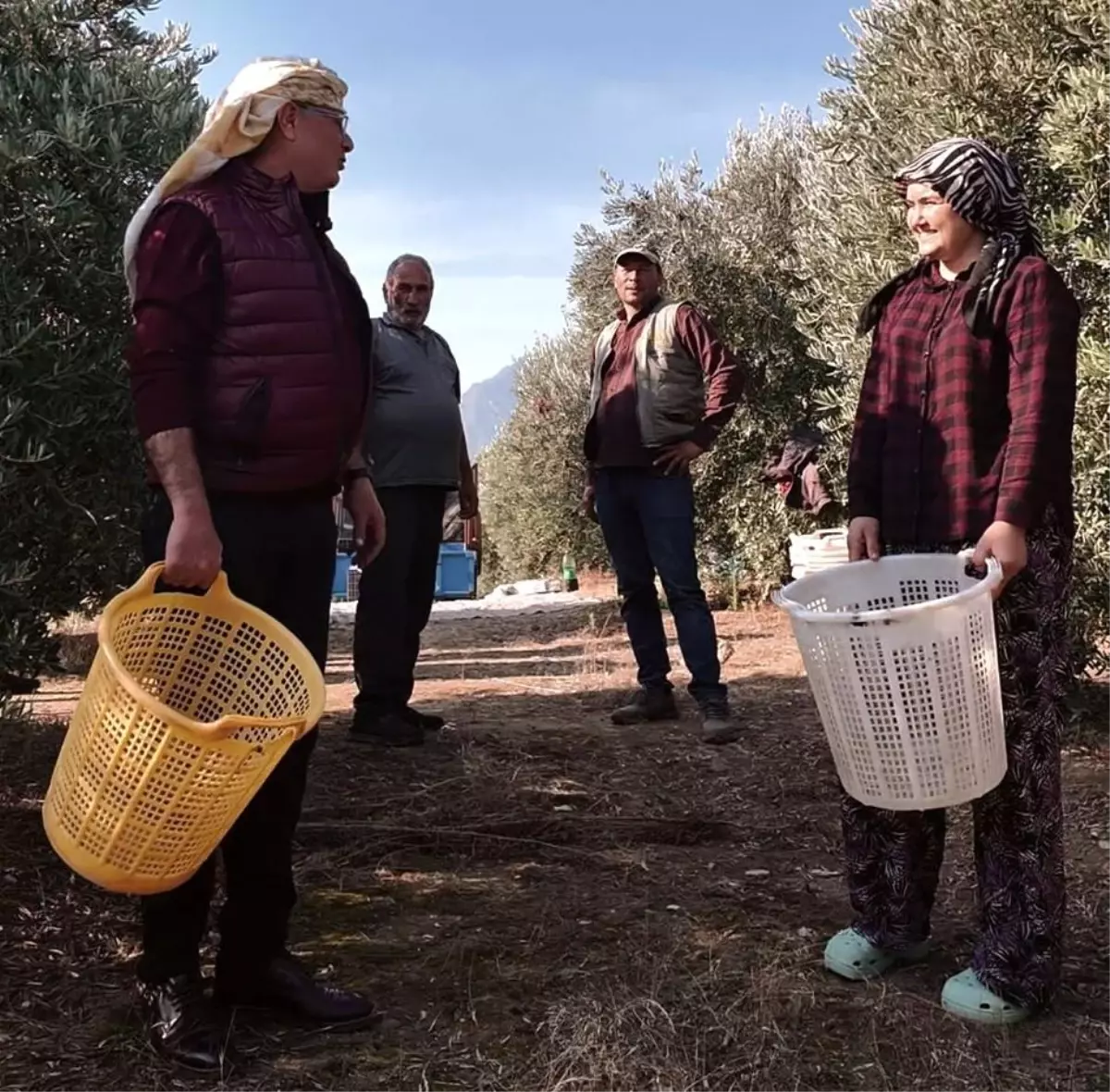 manisada zeytin hasat donemi basladi yqsDfEmK.jpg