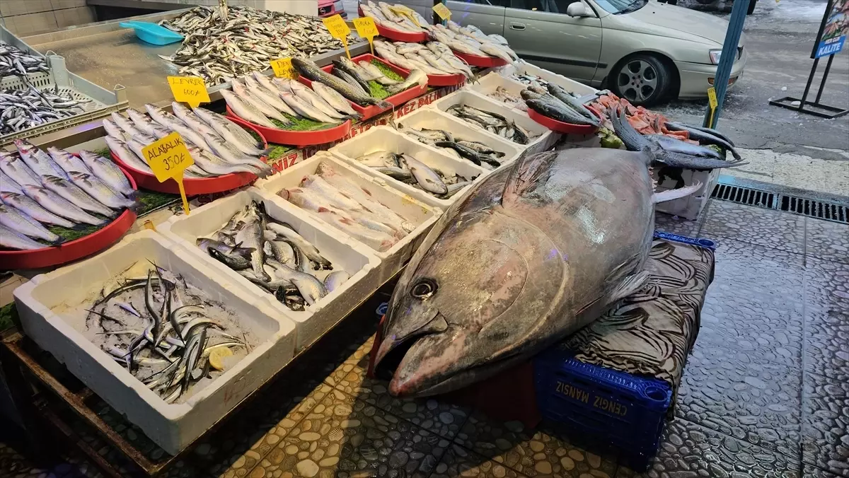 Erzincan’da Dev Orkinos İlgi Odağı