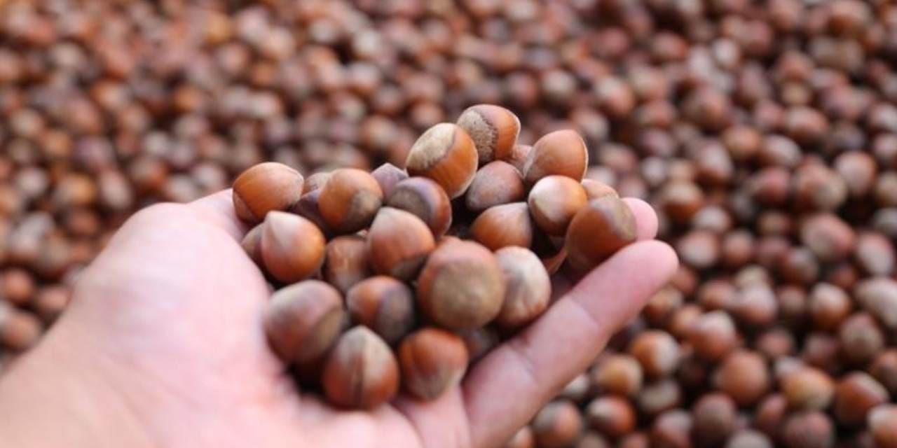 Fındık ihracatı çakıldı