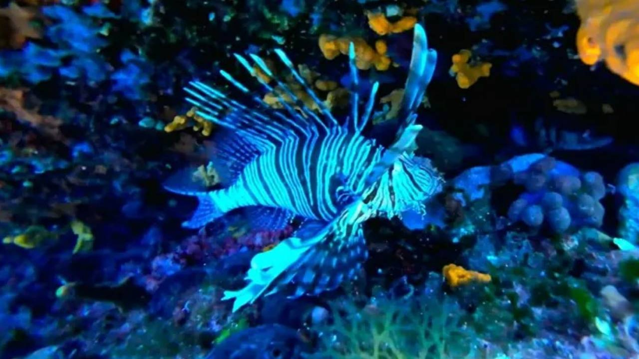 Ayvalikta bir sene sonra yeniden ortaya cikti dikeni zehirli eti lezzetli R4EySkwH