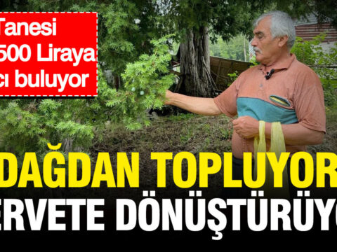 Dagdan topluyor servete donusturuyor tanesi bin 500 liraya alici buluyor MYxIIASA