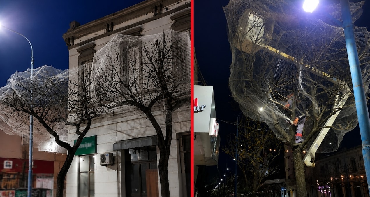 Şehir merkezindeki ağaçları tek tek ağlarla kapladılar Img